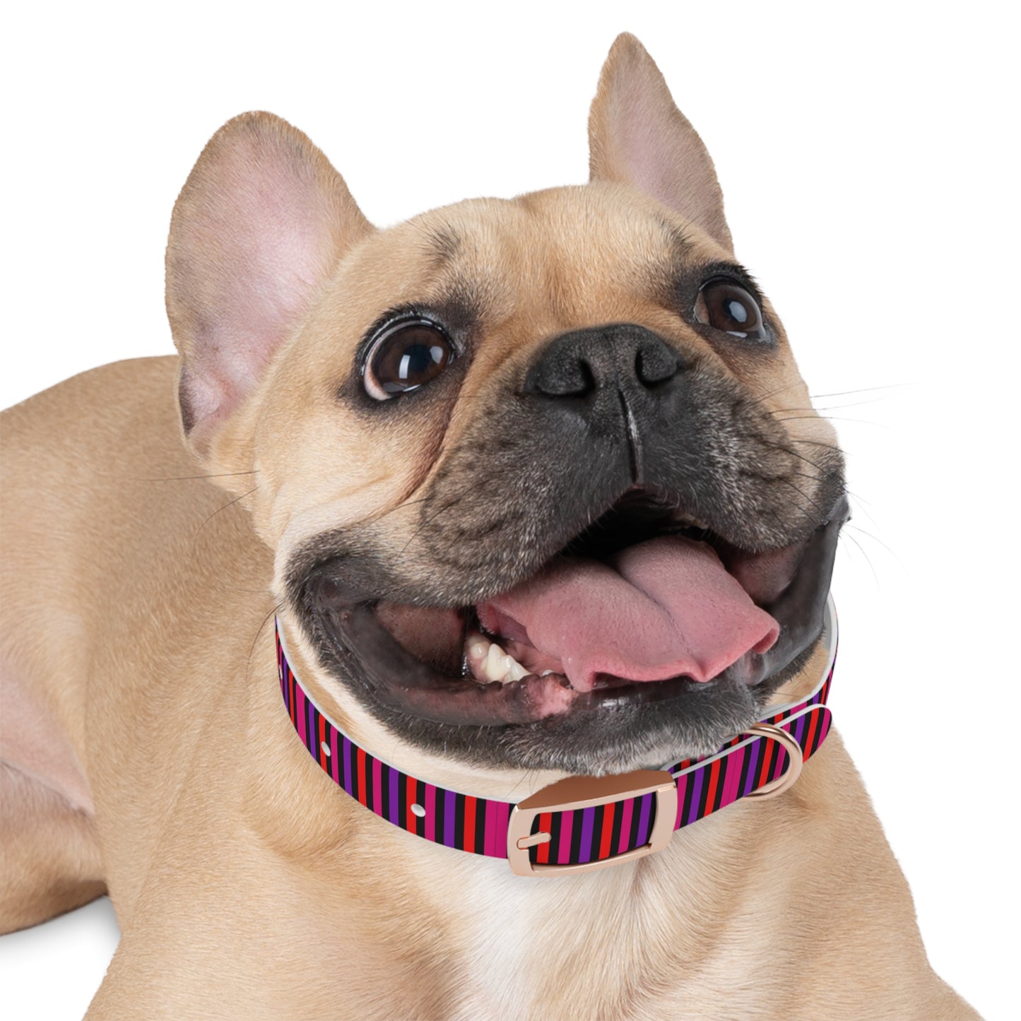 Pink Striped Dog Collar